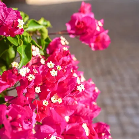 Clube Vilarosa Hotel 3*